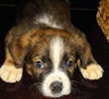 Chevelle's pup (Maximus)