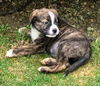 Chevelle's pup (Maximus)