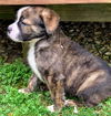 Chevelle's pup (Maximus)