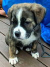 Chevelle's pup (Maximus)