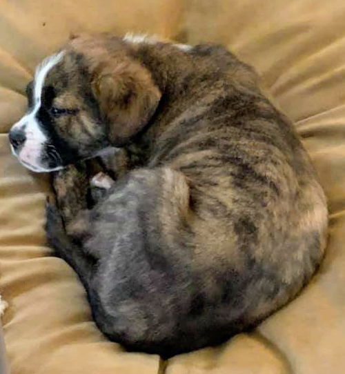 Chevelle's pup (Maximus)