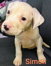 Chevelle's pup (Simon)
