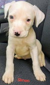 Chevelle's pup (Simon)