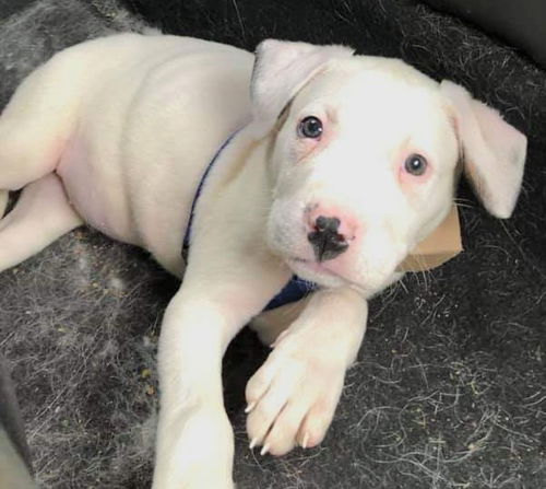 Chevelle's pup (Simon)