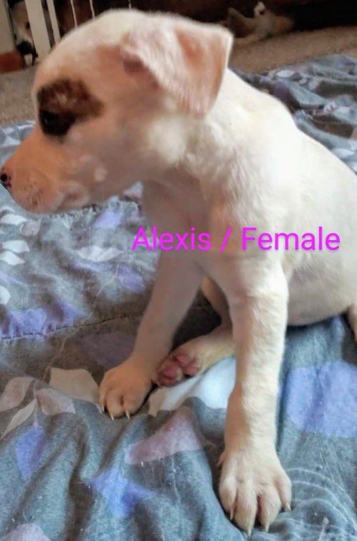 Chevelle's pup (Alexis)