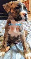 Chevelle's pup- (name-KW)