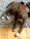 Chevelle's pup- (name-KW)