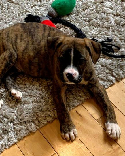 Chevelle's pup- (name-KW)