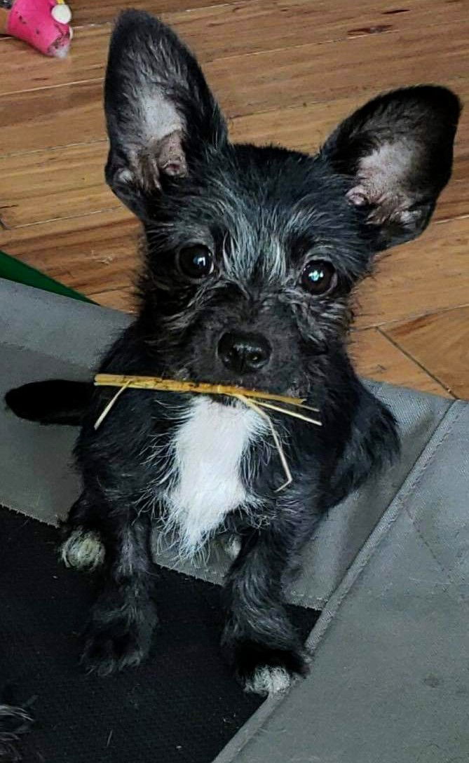 Black yorkie best sale chihuahua mix