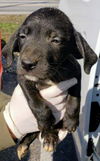 Catahoula Leopard Mix (Lucy)