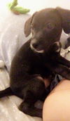 Catahoula Leopard Mix (Lucy)