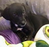 Catahoula Leopard Mix (Lucy)