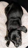 Catahoula Leopard Mix (Lucy)