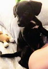 Catahoula Leopard Mix (Lucy)