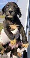 Catahoula Leopard Mix (Maggie)
