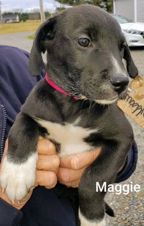 Catahoula Leopard Mix (Maggie)