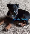 Blue Heeler (Buddy)