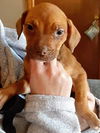 Boxer Mix (Dixie)
