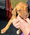 Boxer Mix (Dixie)