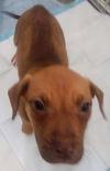 Boxer Mix (Dixie)