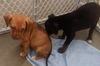 Boxer Mix (Dixie)