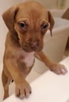 Boxer Mix (Dixie)