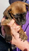 Boxer Mix (Kimba)