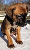 Boxer Mix (Kimba)
