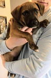 Boxer Mix (Kimba)
