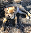 Boxer Mix (Kimba)