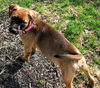 Boxer Mix (Kimba)