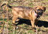 Boxer Mix (Kimba)