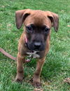 Boxer Mix (Kimba)
