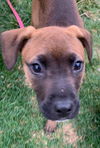 Boxer Mix (Kimba)