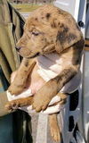Catahoula Leopard Mix (George)