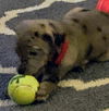 Catahoula Leopard Mix (George)