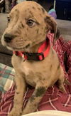 Catahoula Leopard Mix (George)