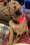 Catahoula Leopard Mix (George)