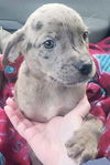Catahoula Leopard Mix (George)