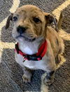 Catahoula Leopard Mix (George)