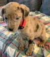 Catahoula Leopard Mix (George)