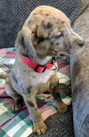 Catahoula Leopard Mix (George)
