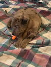 Catahoula Leopard Mix (George)