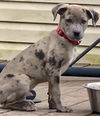 Catahoula Leopard Mix (George)