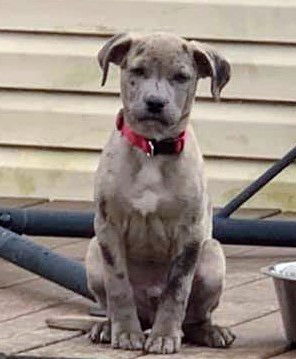 Catahoula Leopard Mix (George)
