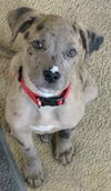 Catahoula Leopard Mix (George)