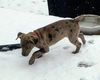 Catahoula Leopard Mix (George)