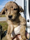 Catahoula Leopard Mix (Zac)