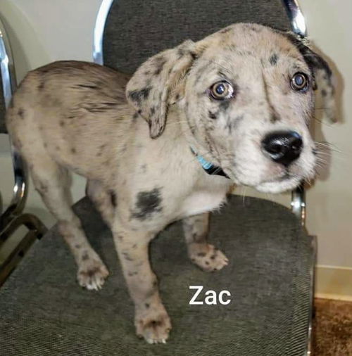 Catahoula Leopard Mix (Zac)