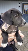 Catahoula Leopard Mix (Macy)
